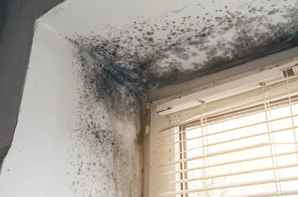 Affordable Mold Removal solutions in Lawrenceville, GA
